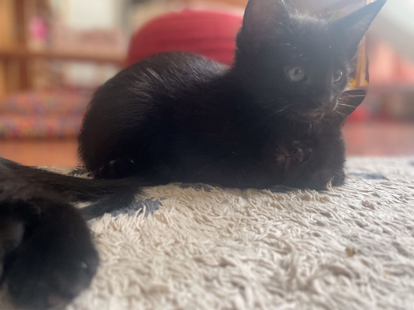 6 Kätzchen / Kitten abzugeben (Siam)