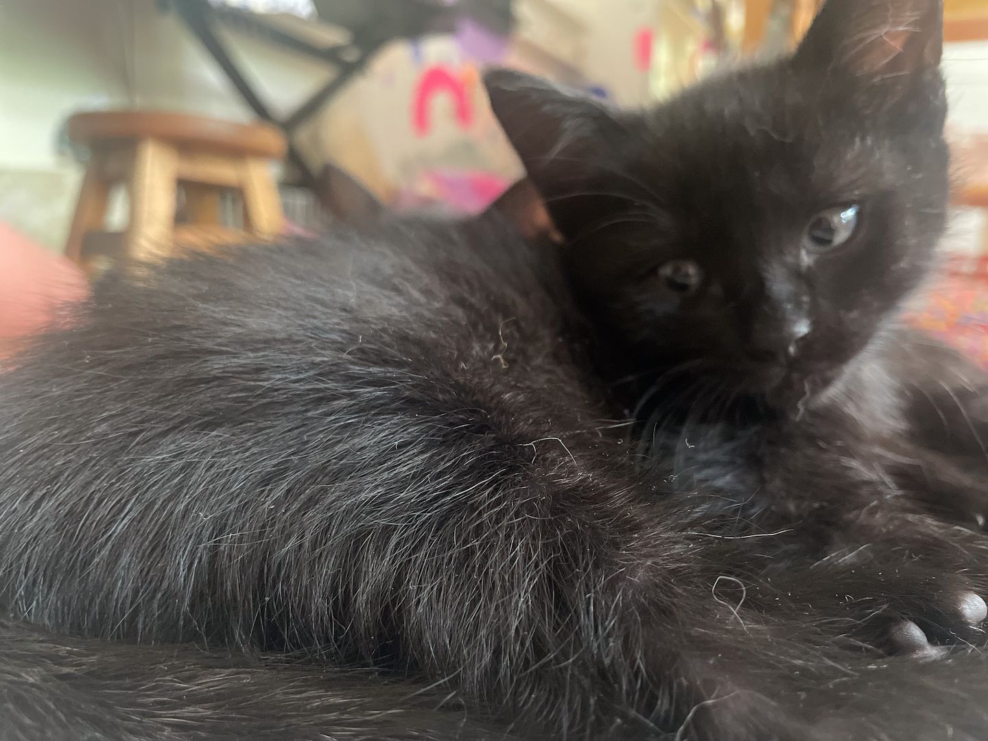 6 Kätzchen / Kitten abzugeben (Siam)