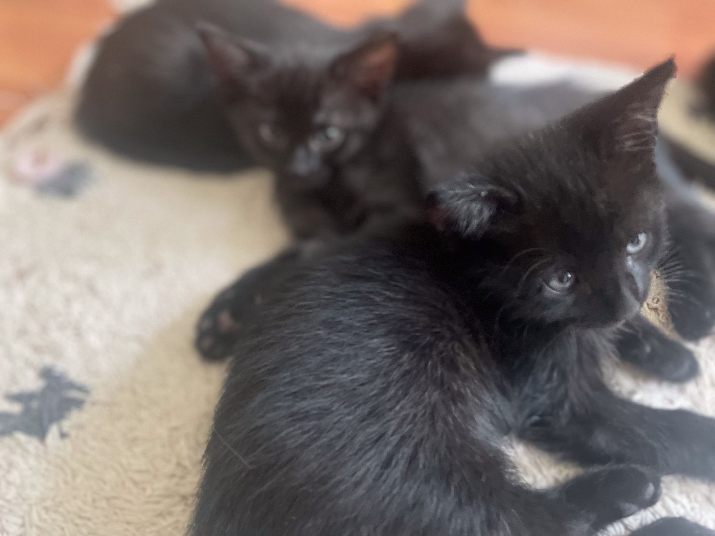 6 Kätzchen / Kitten abzugeben (Siam)