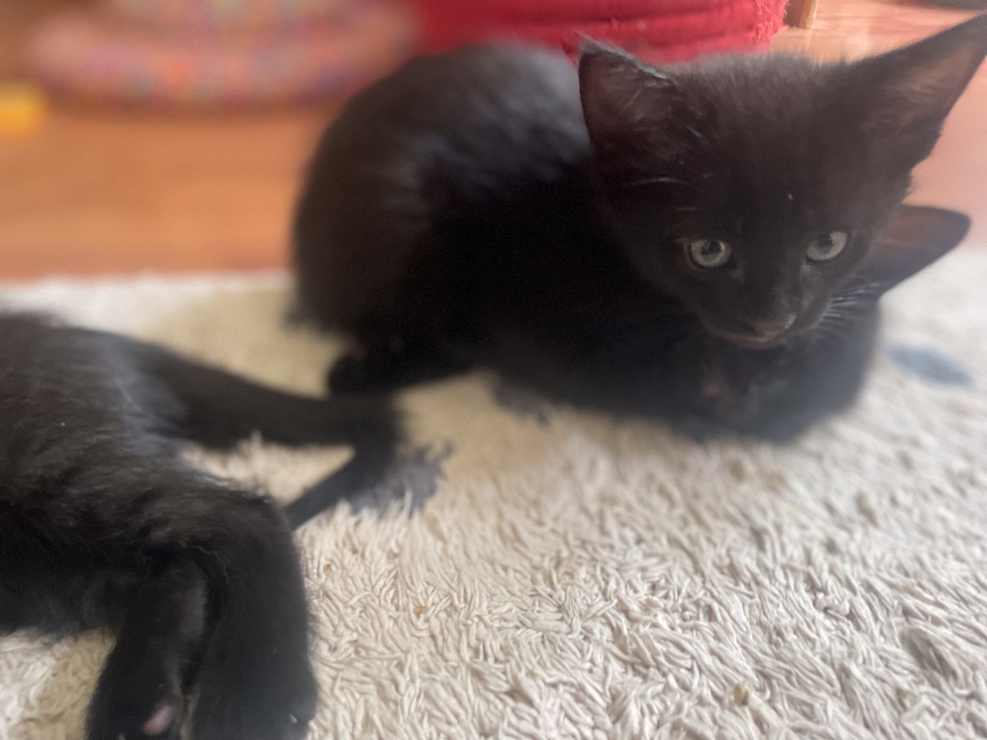 6 Kätzchen / Kitten abzugeben (Siam)