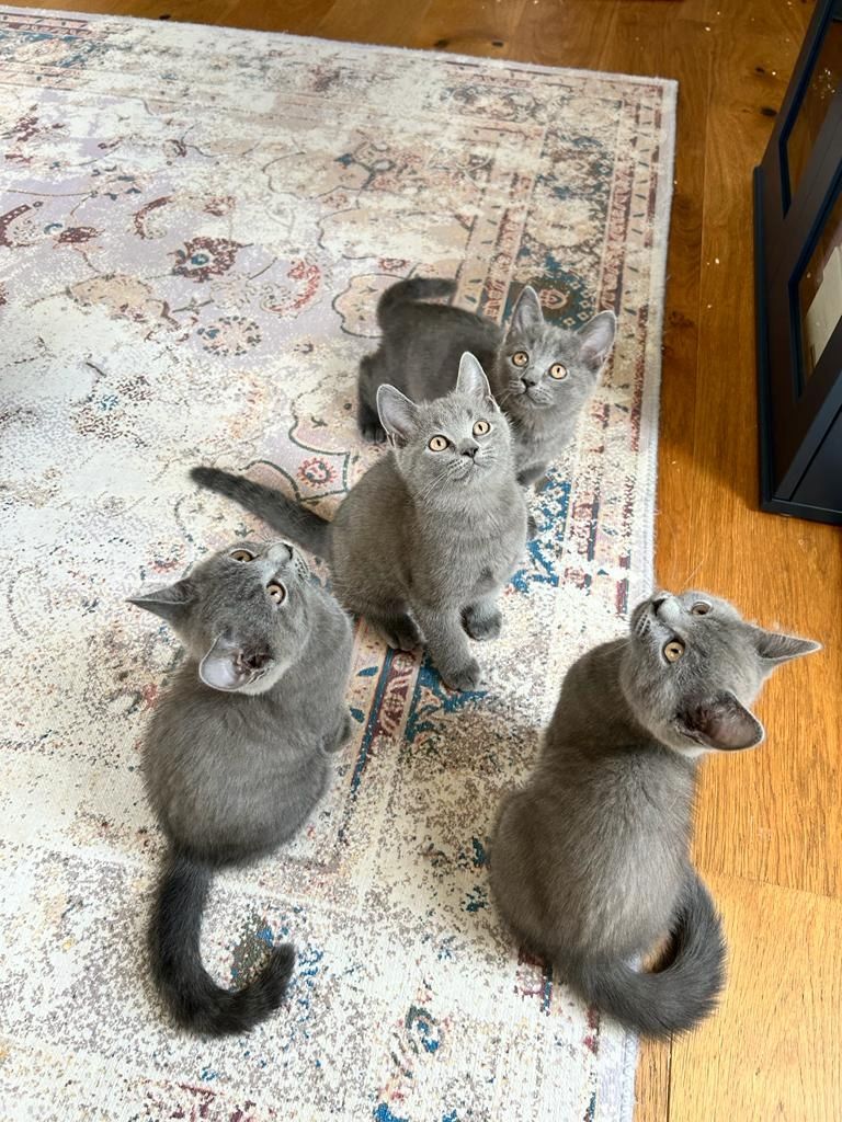 Bkh&Russische blau mix 3 junge&1 madchen