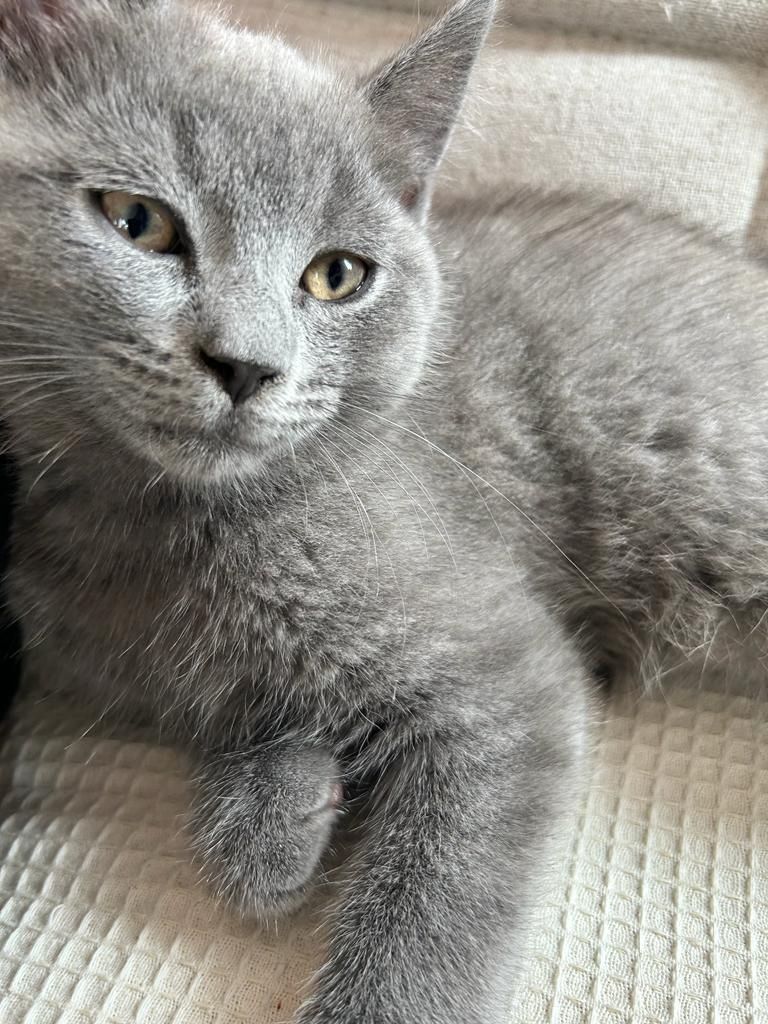 Bkh&Russische blau mix 3 junge&1 madchen