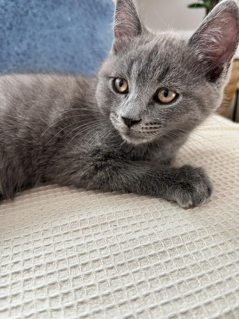 Bkh&Russische blau mix 3 junge&1 madchen