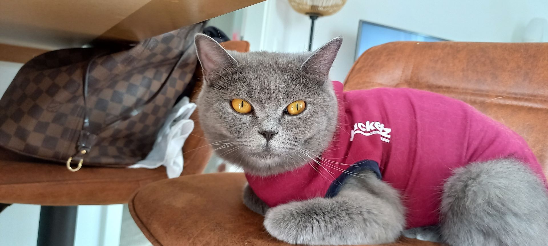 Bkh&Russische blau mix 3 junge&1 madchen