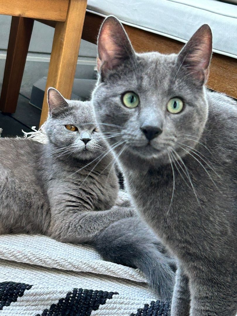 Bkh&Russische blau mix 3 junge&1 madchen