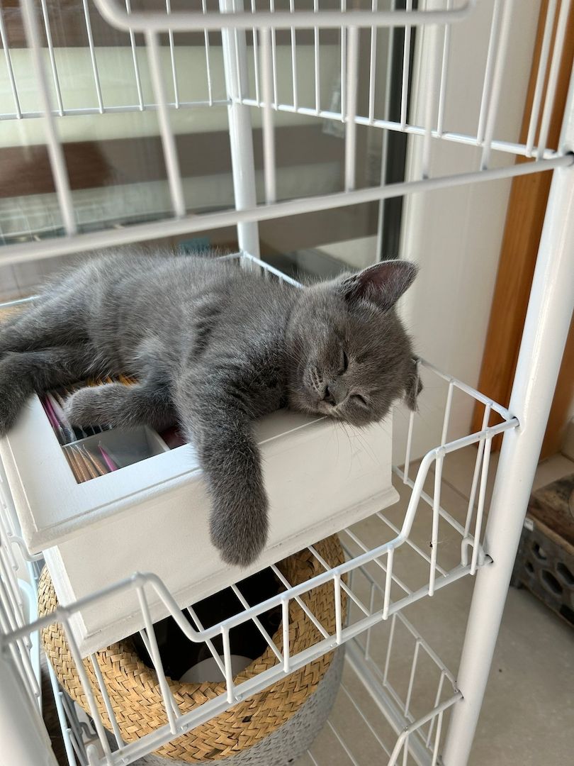 Bkh&Russische blau mix 3 junge&1 madchen