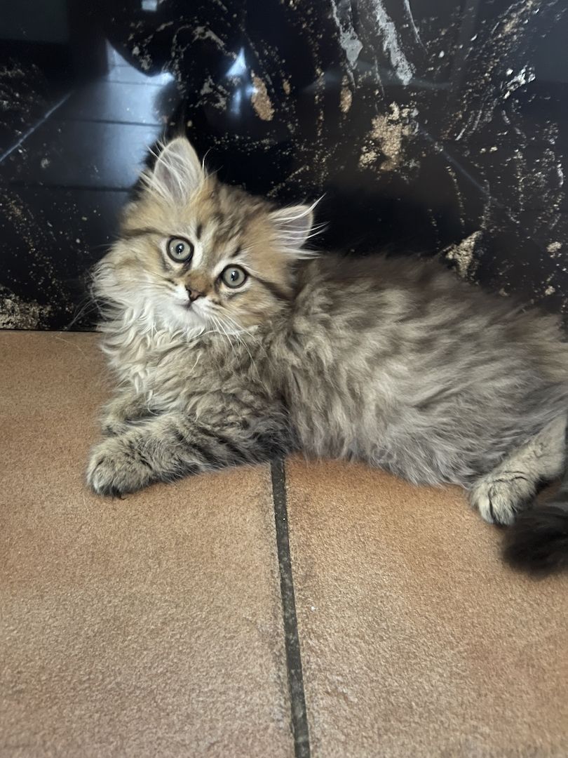 BLH Katerchen BLH Katerchen