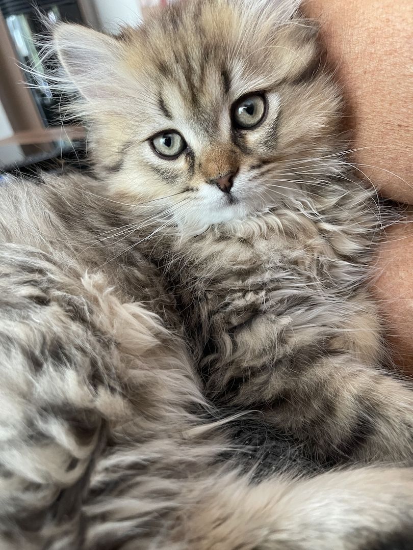 BLH Katerchen BLH Katerchen