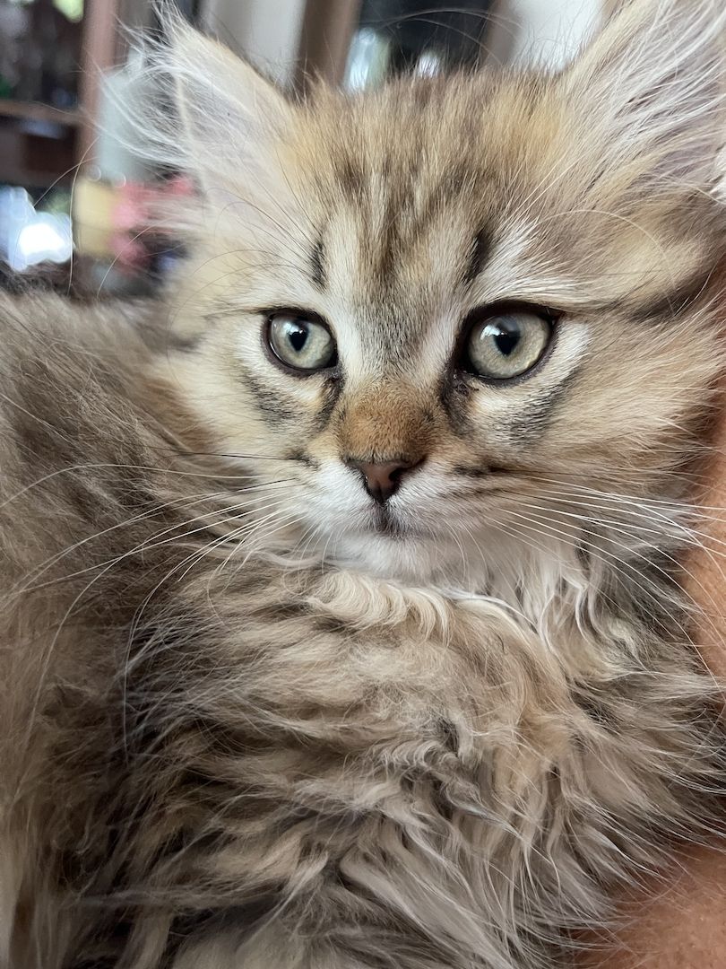 BLH Katerchen BLH Katerchen