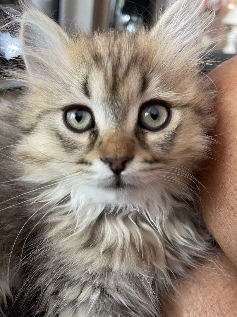 BLH Katerchen BLH Katerchen