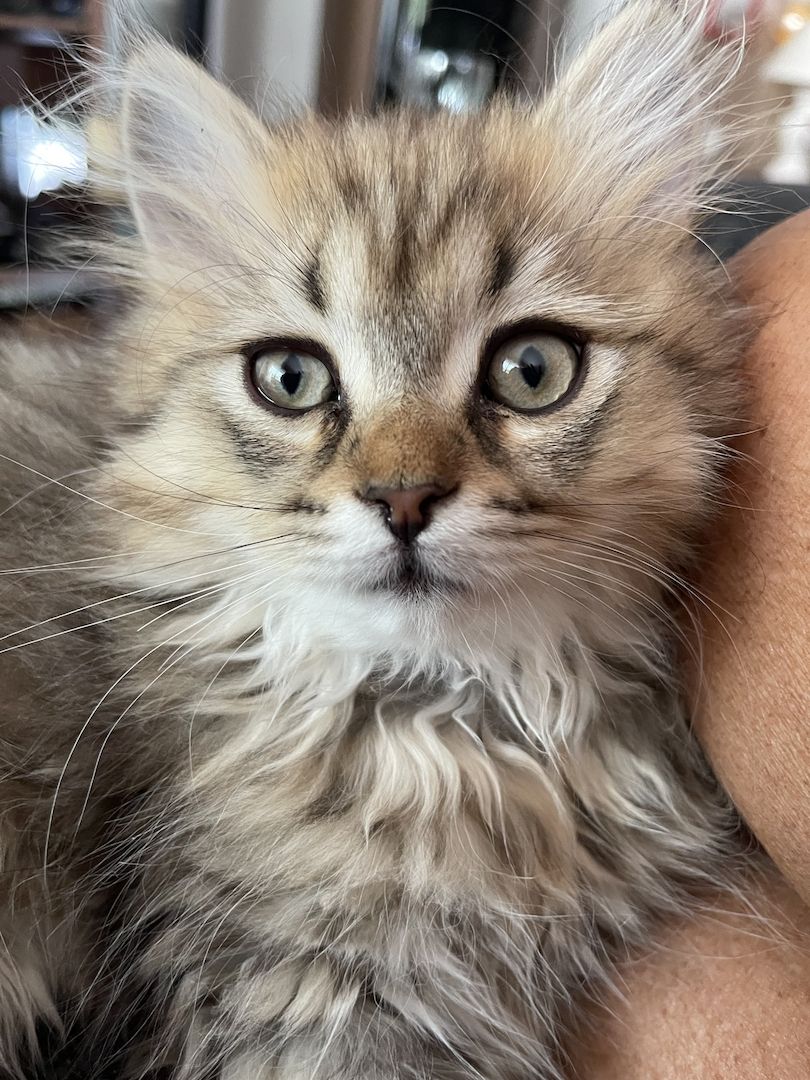 BLH Katerchen BLH Katerchen