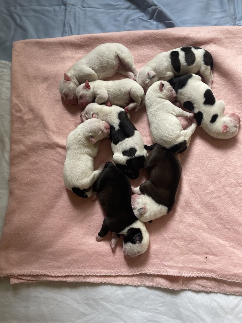 Alternativ Bulldoggen suchen Futtergeber