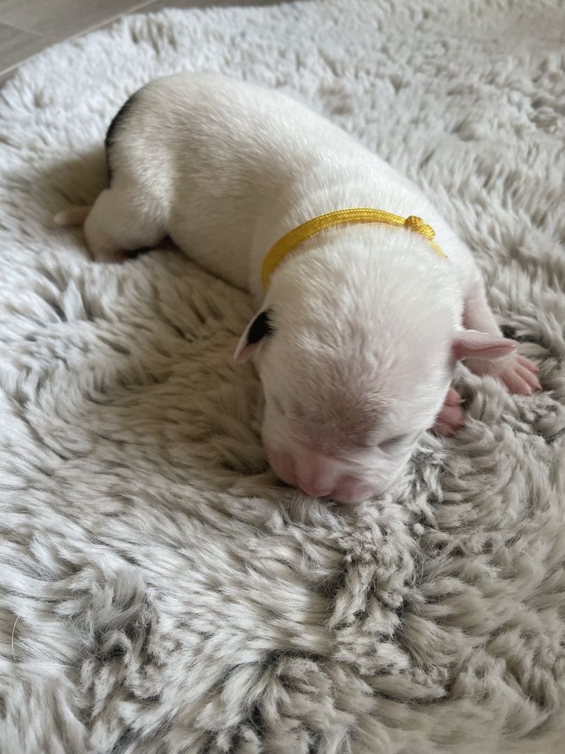 Alternativ Bulldoggen suchen Futtergeber