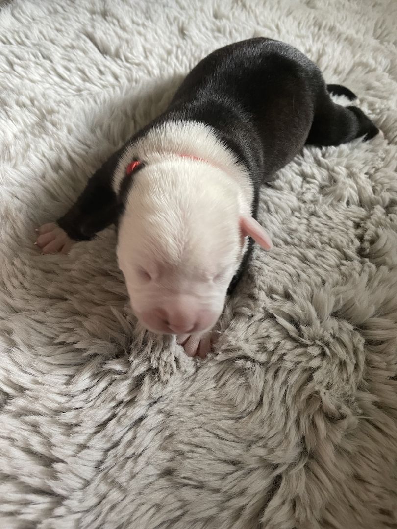 Alternativ Bulldoggen suchen Futtergeber