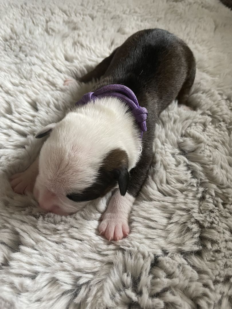 Alternativ Bulldoggen suchen Futtergeber