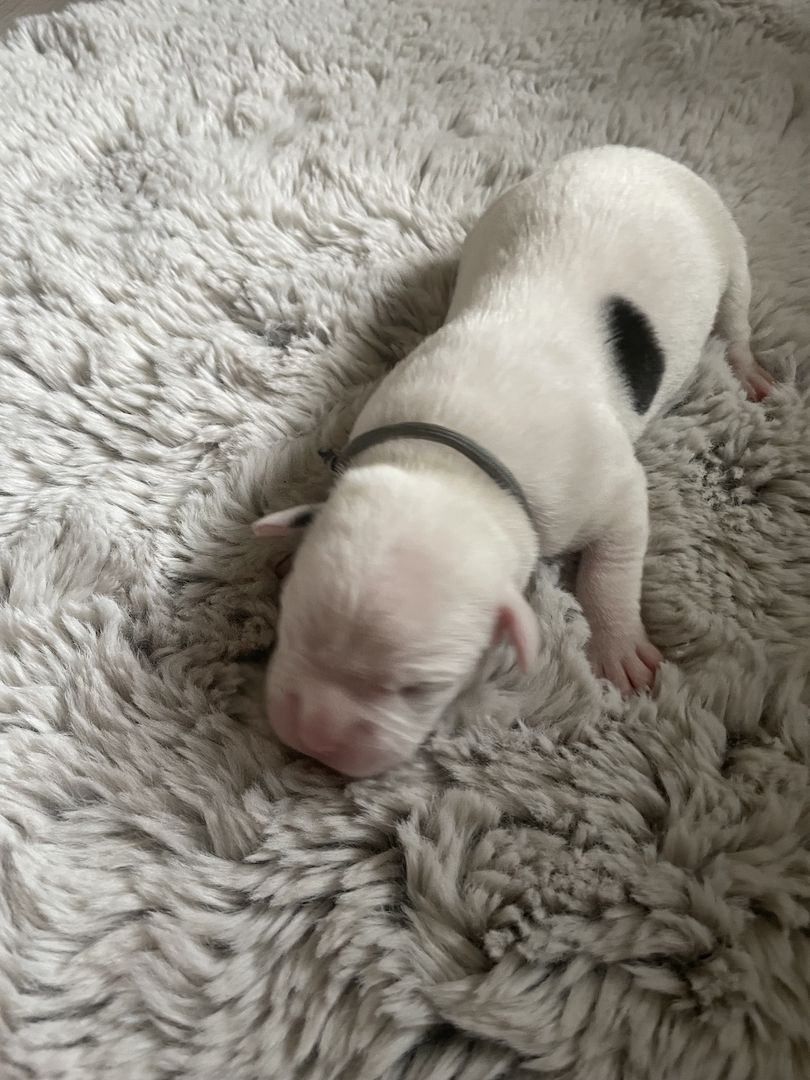 Alternativ Bulldoggen suchen Futtergeber