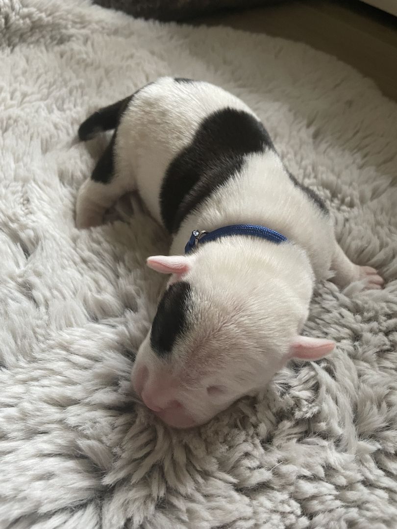 Alternativ Bulldoggen suchen Futtergeber