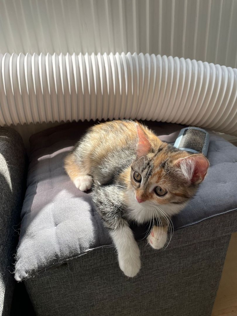 Katzenbaby Heilige Birma Mischling