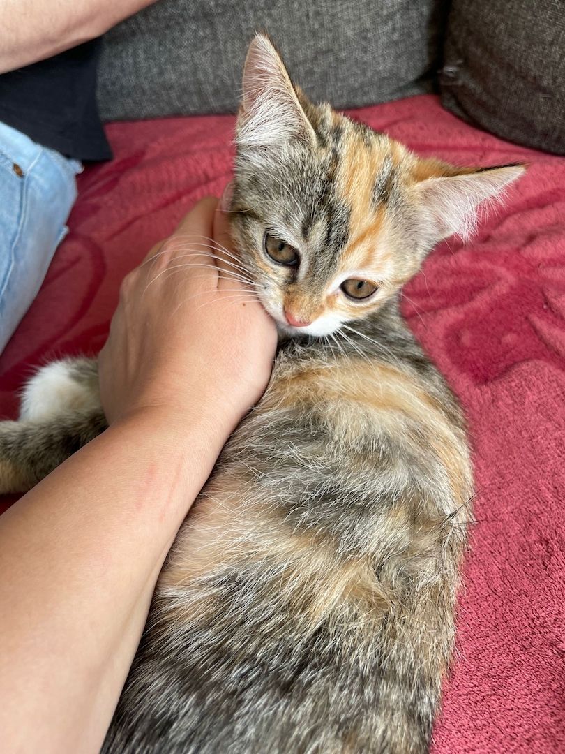 Katzenbaby Heilige Birma Mischling