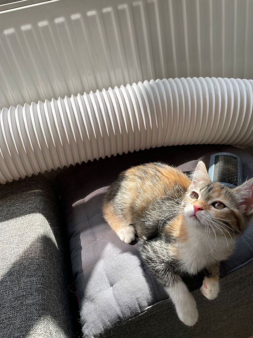 Katzenbaby Heilige Birma Mischling