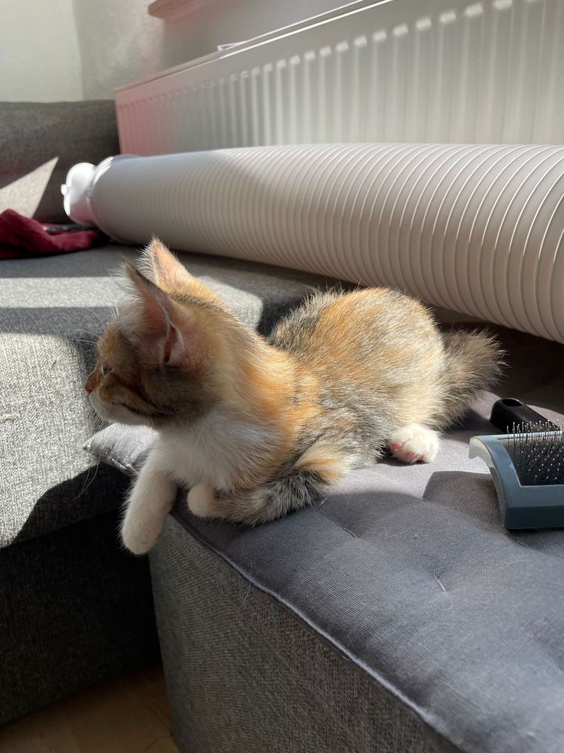 Katzenbaby Heilige Birma Mischling