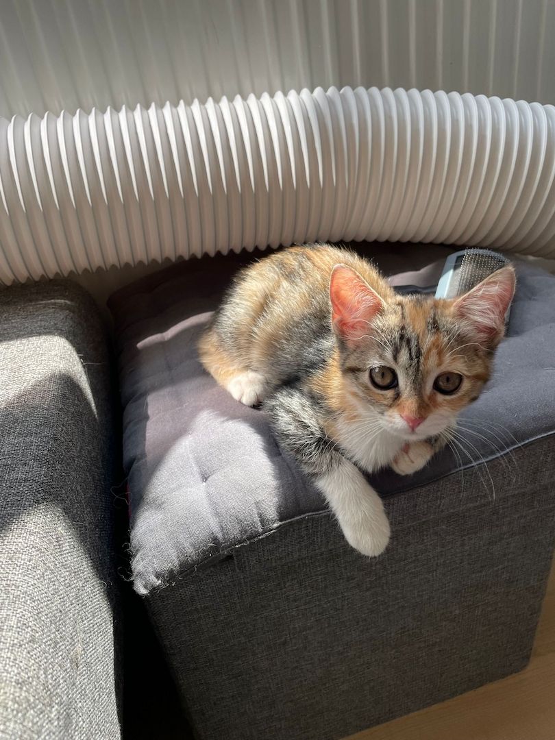 Katzenbaby Heilige Birma Mischling