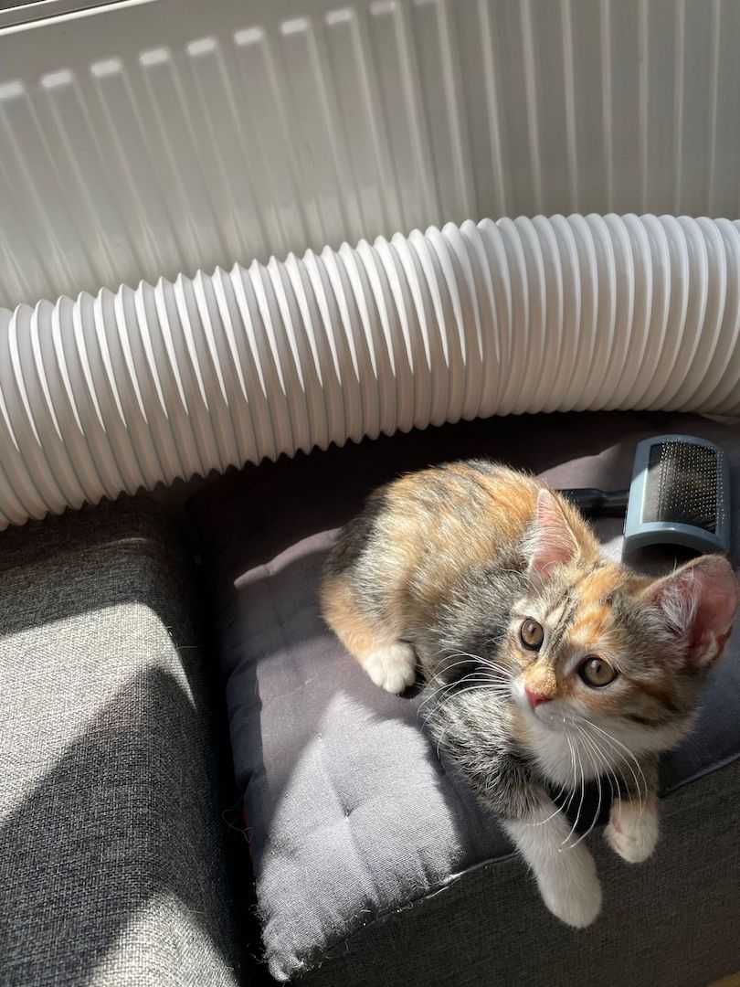 Katzenbaby Heilige Birma Mischling