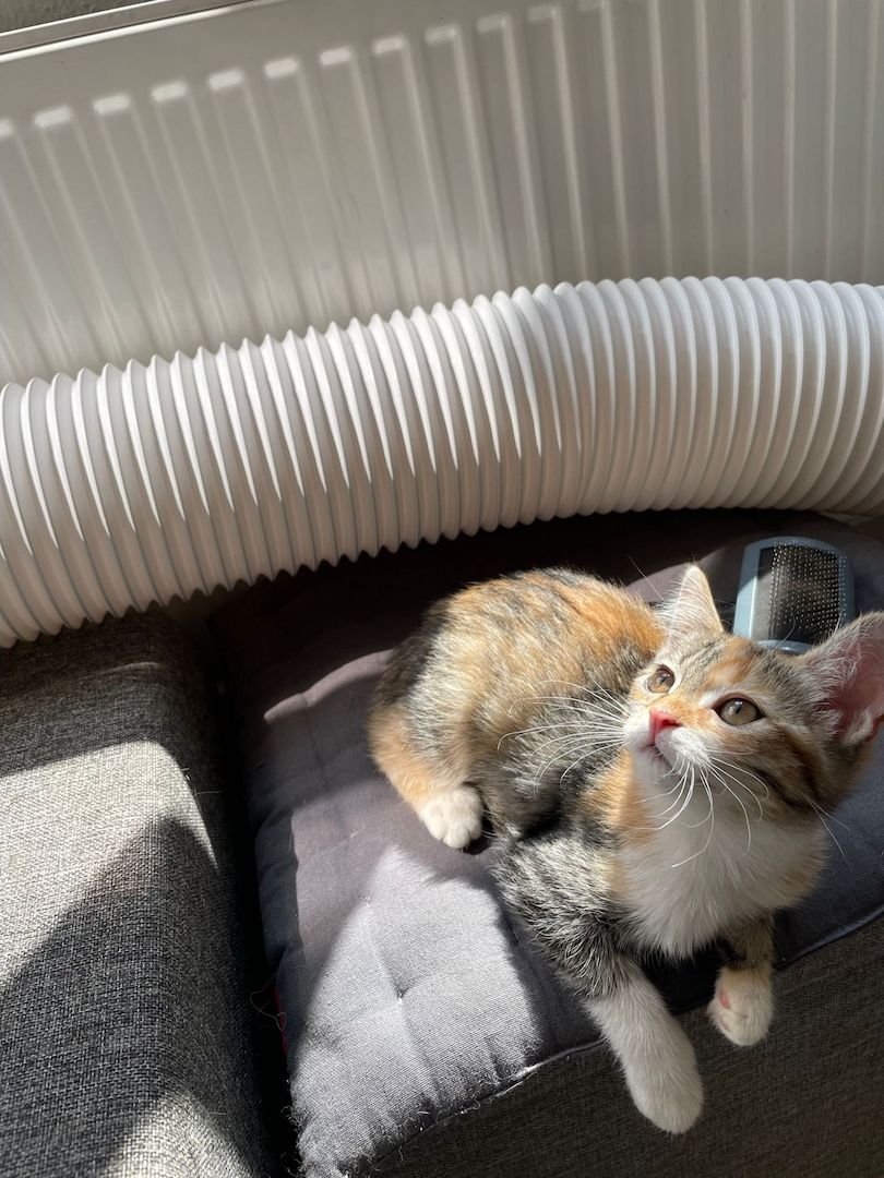 Katzenbaby Heilige Birma Mischling