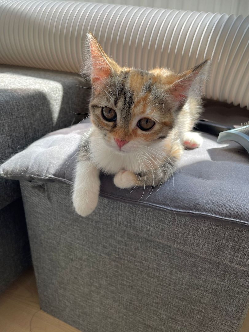 Katzenbaby Heilige Birma Mischling