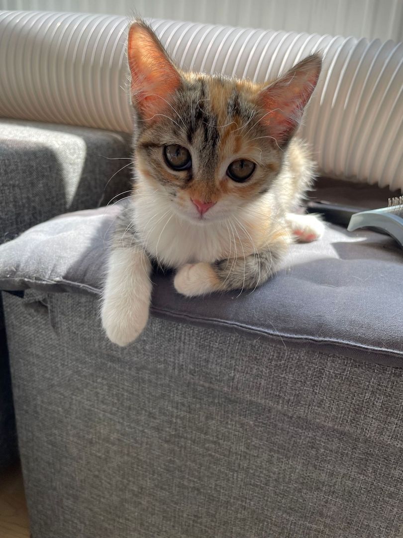 Katzenbaby Heilige Birma Mischling