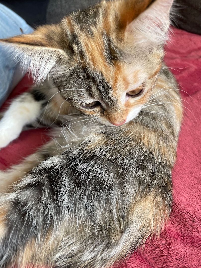 Katzenbaby Heilige Birma Mischling