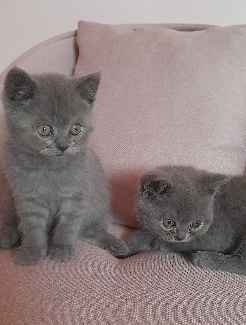 Drei süße BKH Mädchen suchen ein Zuhause