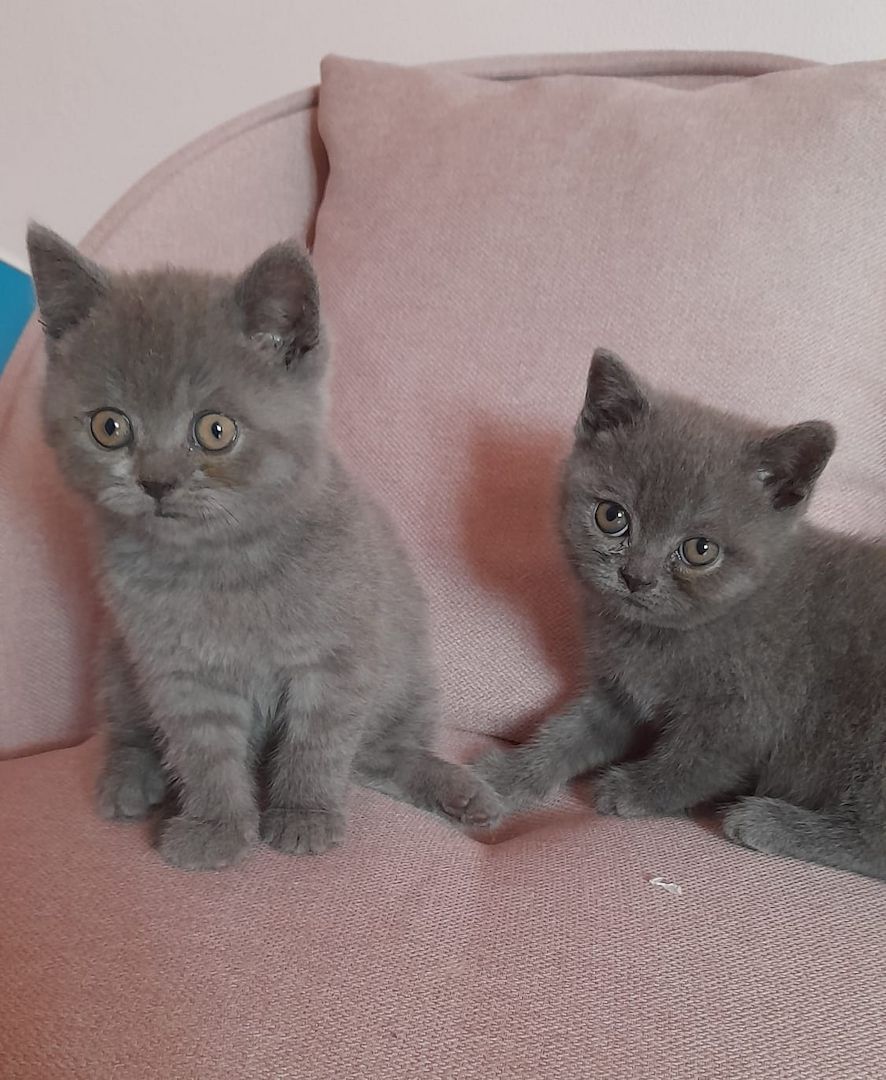 Drei süße BKH Mädchen suchen ein Zuhause