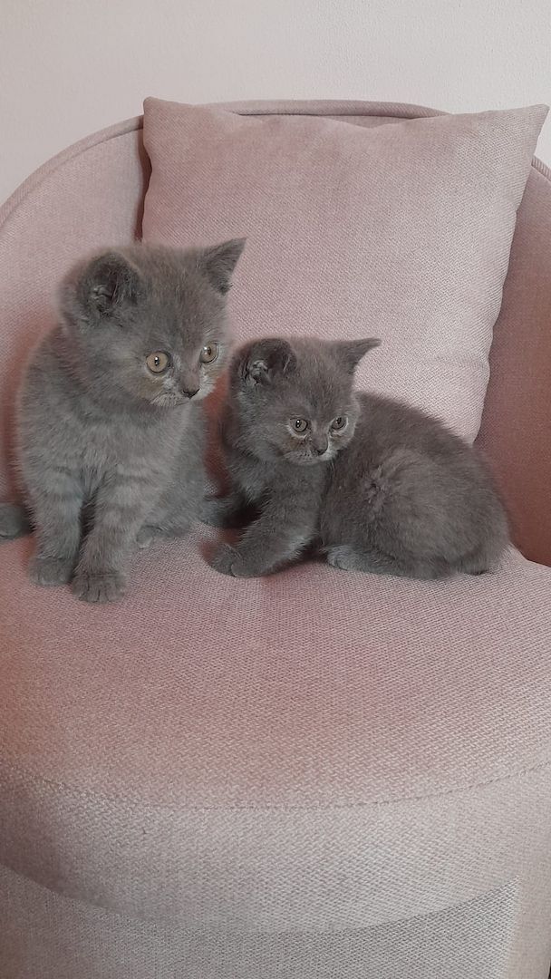 Drei süße BKH Mädchen suchen ein Zuhause