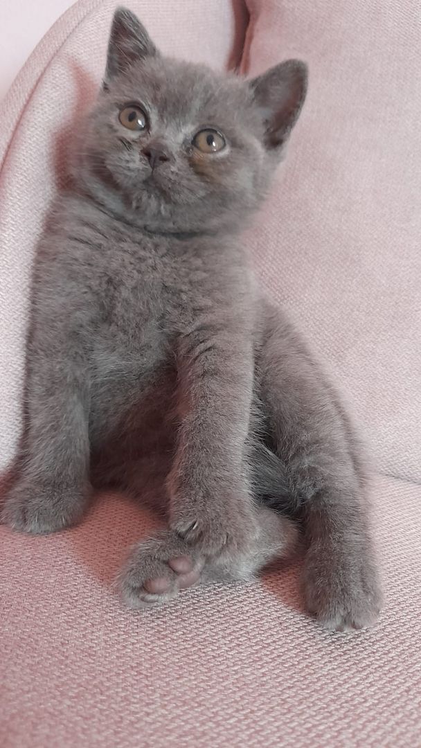 Drei süße BKH Mädchen suchen ein Zuhause