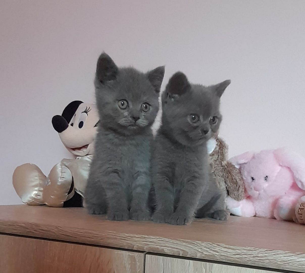 Drei süße BKH Mädchen suchen ein Zuhause