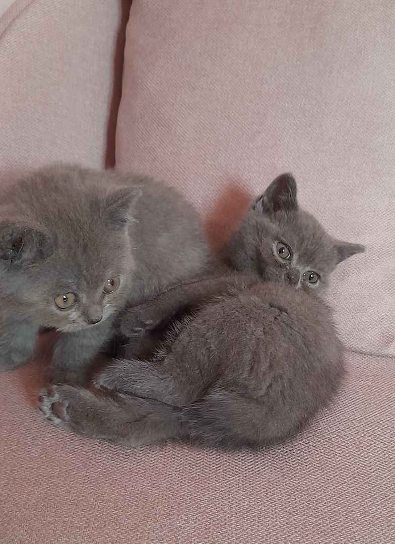 Drei süße BKH Mädchen suchen ein Zuhause