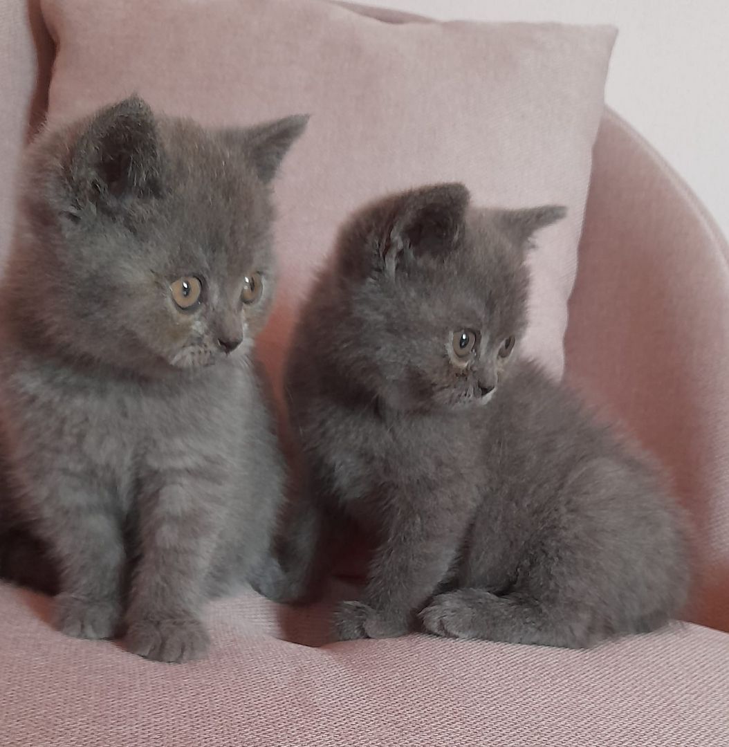 Drei süße BKH Mädchen suchen ein Zuhause