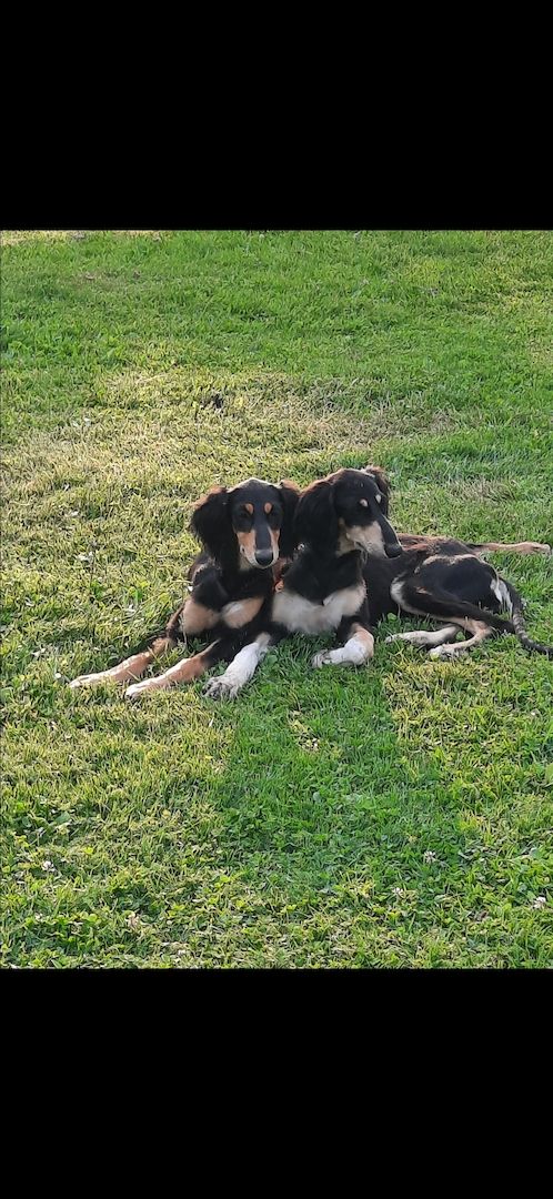 Windhundwelpen Saluki