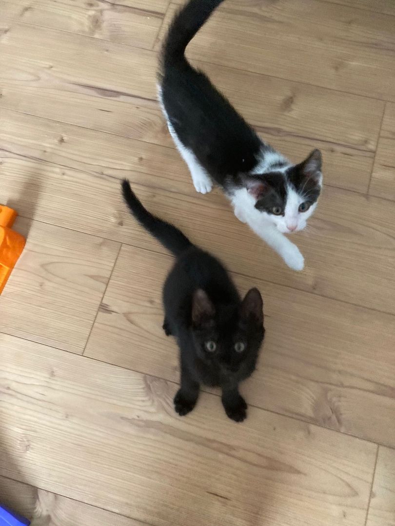 Baby Hauskatzen suchen ein neues Zuhause