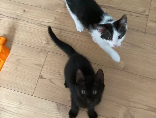Baby Hauskatzen suchen ein neues Zuhause