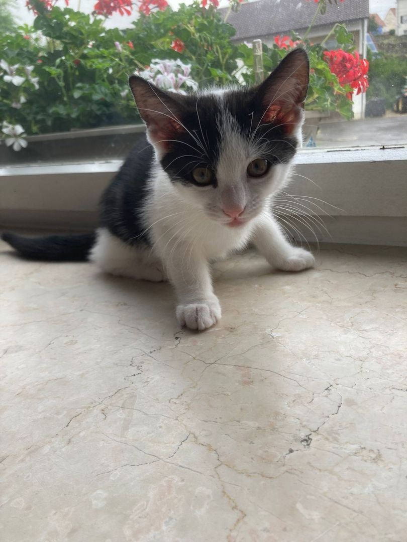 Baby Hauskatzen suchen ein neues Zuhause