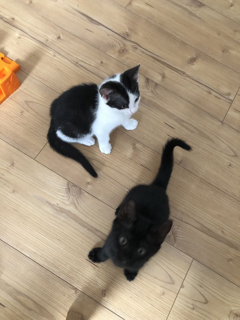 Baby Hauskatzen suchen ein neues Zuhause