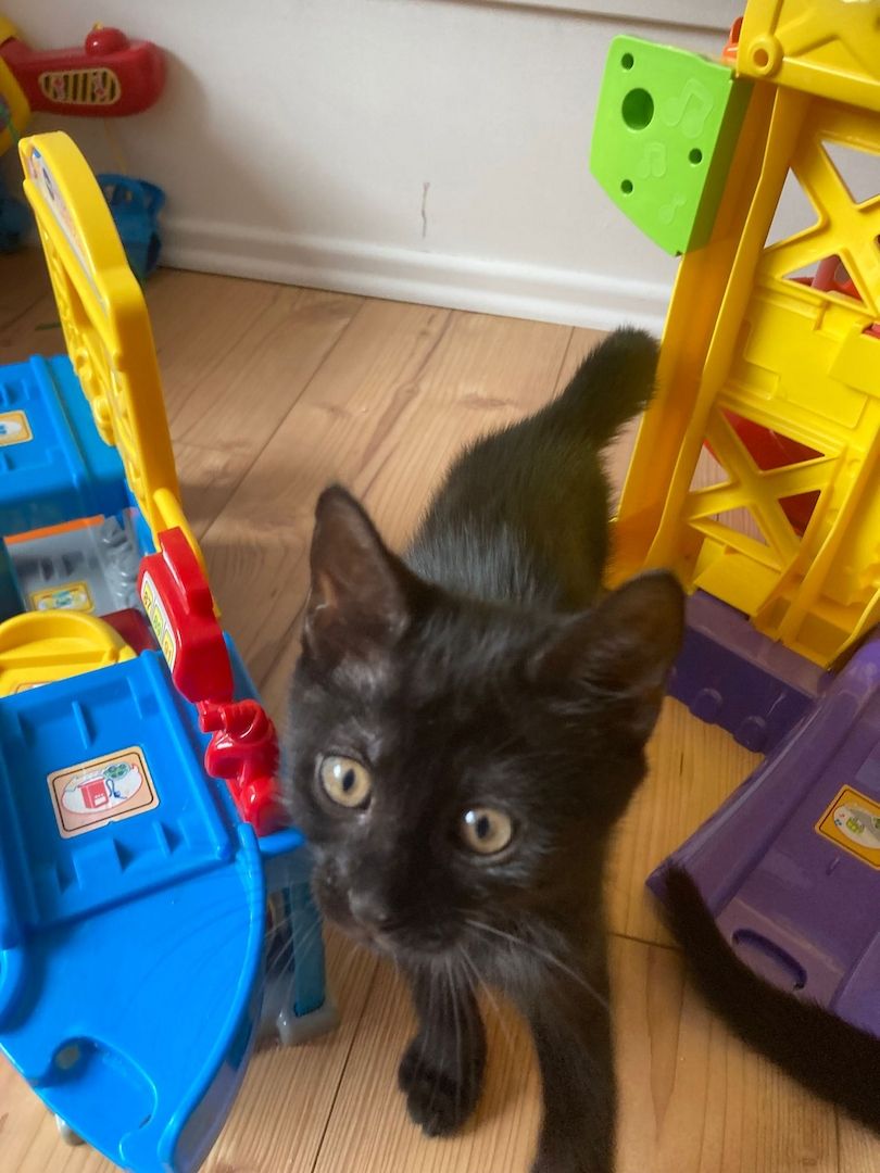 Baby Hauskatzen suchen ein neues Zuhause