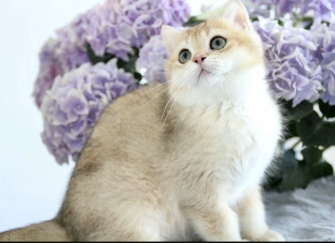 Reinrassige BKH Katze Golden