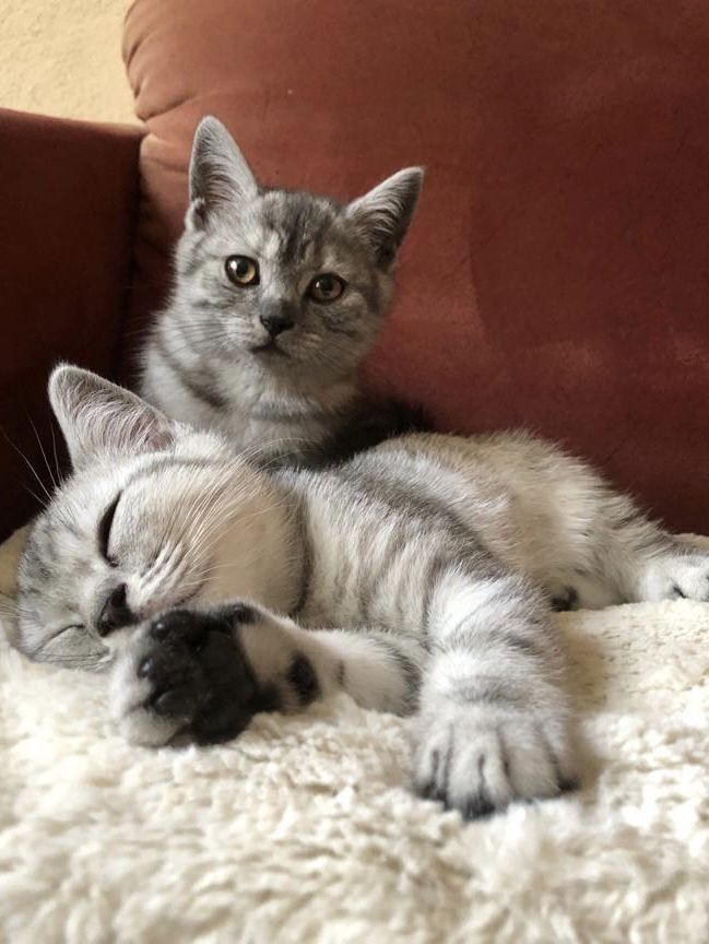 Britisch Kurzhaar Kätzchen