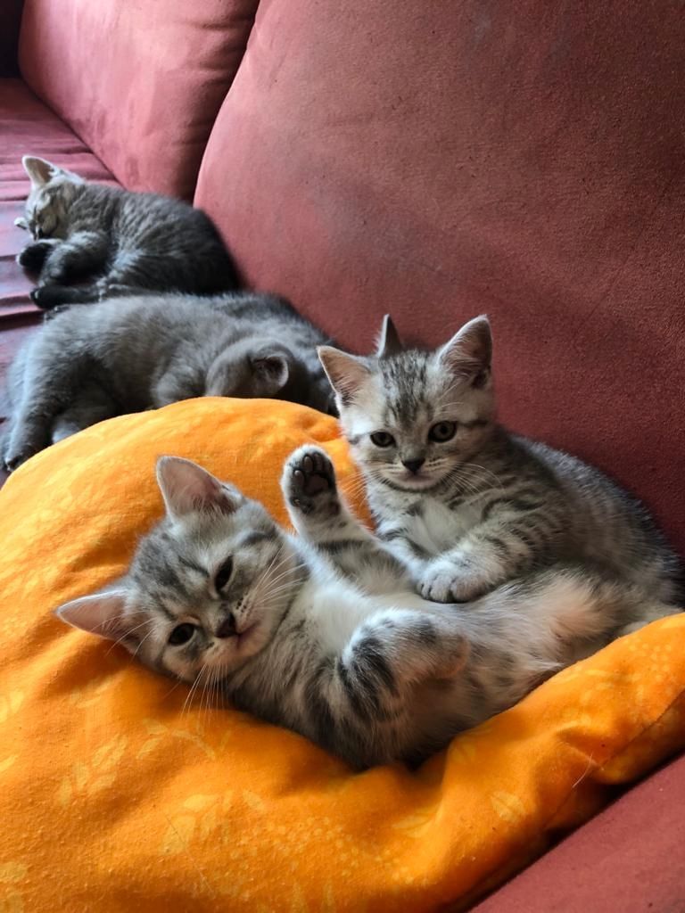 Britisch Kurzhaar Kätzchen