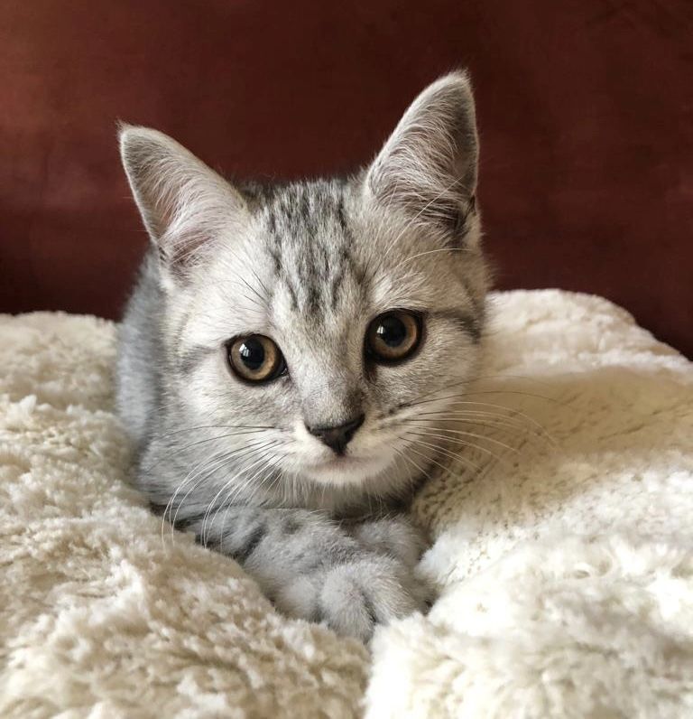 Britisch Kurzhaar Kätzchen