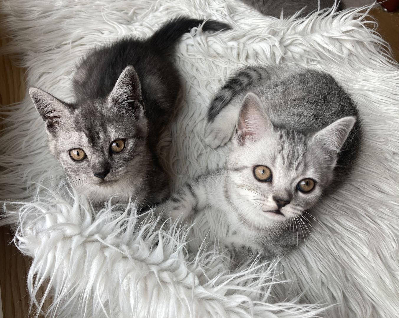 Britisch Kurzhaar Kätzchen