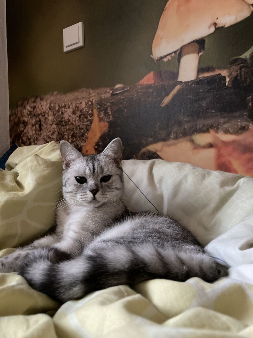 Britisch Kurzhaar Kätzchen